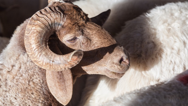 Yılbaşı ne zaman, hangi güne denk geliyor 2024 yılbaşı tatili kaç gün olacak 2024 Resmi tatiller listesi