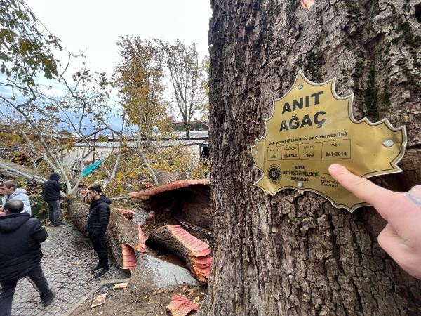 250 yıllık çınar fırtınada kökünden söküldü... Tarihi handa hasar oluştu... 600den fazla ihbar 250 yıllık çınar fırtınada kökünden söküldü... Tarihi handa hasar oluştu... 600den fazla ihbar