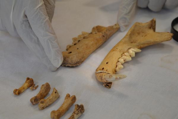 1500 yıllık kemikler bulundu Dikkat çeken keşif: Planlı bir şekilde gömülmüş, bıçak kesiği var 1500 yıllık kemikler bulundu Dikkat çeken keşif: Planlı bir şekilde gömülmüş, bıçak kesiği var