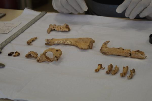 1500 yıllık kemikler bulundu Dikkat çeken keşif: Planlı bir şekilde gömülmüş, bıçak kesiği var 1500 yıllık kemikler bulundu Dikkat çeken keşif: Planlı bir şekilde gömülmüş, bıçak kesiği var