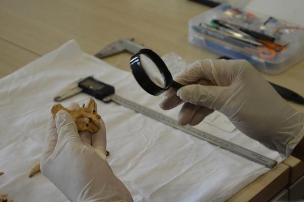 1500 yıllık kemikler bulundu Dikkat çeken keşif: Planlı bir şekilde gömülmüş, bıçak kesiği var 1500 yıllık kemikler bulundu Dikkat çeken keşif: Planlı bir şekilde gömülmüş, bıçak kesiği var