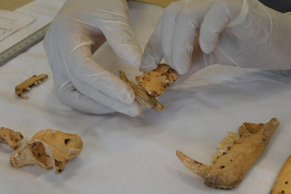 1500 yıllık kemikler bulundu Dikkat çeken keşif: Planlı bir şekilde gömülmüş, bıçak kesiği var 1500 yıllık kemikler bulundu Dikkat çeken keşif: Planlı bir şekilde gömülmüş, bıçak kesiği var