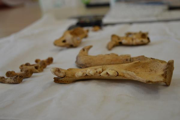 1500 yıllık kemikler bulundu Dikkat çeken keşif: Planlı bir şekilde gömülmüş, bıçak kesiği var 1500 yıllık kemikler bulundu Dikkat çeken keşif: Planlı bir şekilde gömülmüş, bıçak kesiği var