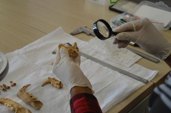 1500 yıllık kemikler bulundu Dikkat çeken keşif: Planlı bir şekilde gömülmüş, bıçak kesiği var 1500 yıllık kemikler bulundu Dikkat çeken keşif: Planlı bir şekilde gömülmüş, bıçak kesiği var