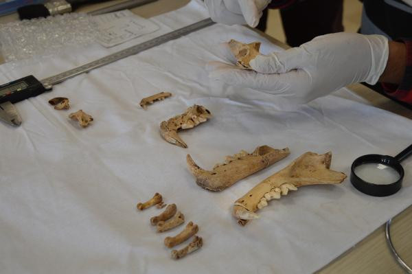 1500 yıllık kemikler bulundu Dikkat çeken keşif: Planlı bir şekilde gömülmüş, bıçak kesiği var 1500 yıllık kemikler bulundu Dikkat çeken keşif: Planlı bir şekilde gömülmüş, bıçak kesiği var