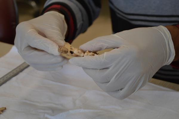 1500 yıllık kemikler bulundu Dikkat çeken keşif: Planlı bir şekilde gömülmüş, bıçak kesiği var 1500 yıllık kemikler bulundu Dikkat çeken keşif: Planlı bir şekilde gömülmüş, bıçak kesiği var