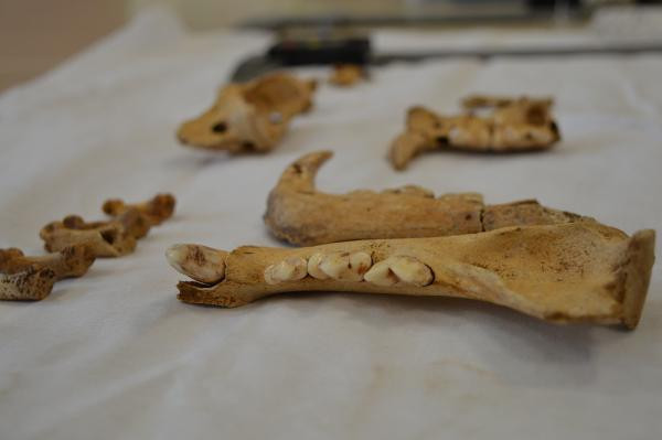 1500 yıllık kemikler bulundu Dikkat çeken keşif: Planlı bir şekilde gömülmüş, bıçak kesiği var 1500 yıllık kemikler bulundu Dikkat çeken keşif: Planlı bir şekilde gömülmüş, bıçak kesiği var