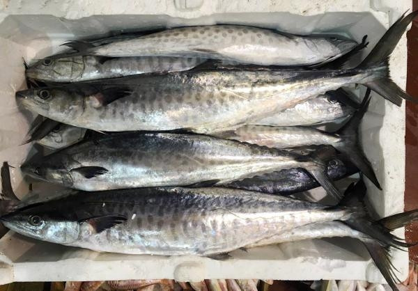 HAMSİ, KARADENİZE KADAR GİTMİŞTİR