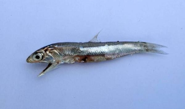 KARİDES, BARBUN VE PALAMUT TESPİT EDİLDİ