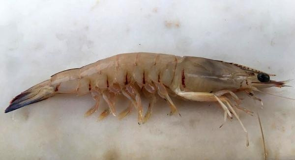 Balon balığının istila ettiği sahillerde denge değişiyor... Kızıldenizden yeni türler akın etti