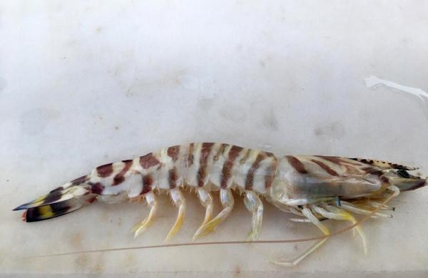 Balon balığının istila ettiği sahillerde denge değişiyor... Kızıldenizden yeni türler akın etti