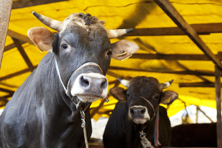 KURBAN BAYRAMI NE ZAMAN, KAÇ GÜN TATİL OLACAK