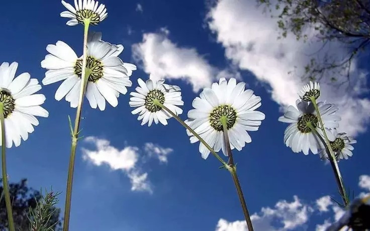 CEMRE NE ZAMAN DÜŞECEK