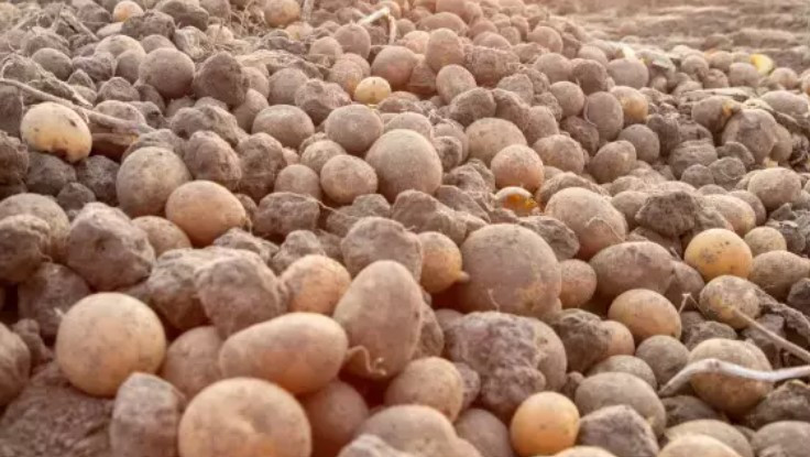 FİLİZLENMİŞ PATATES NASIL DEĞERLENDİRİLİR