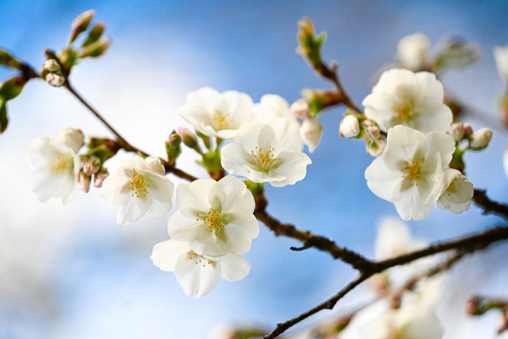 NEVRUZ GELENEKLERİ NELER NEVRUZ GELENEKLERİ NELER