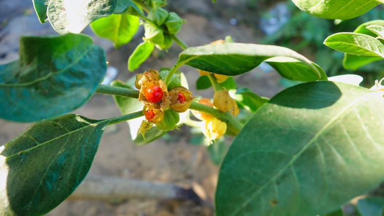 ASHWAGANDHA TESTOSTERONU ARTIRIR MI