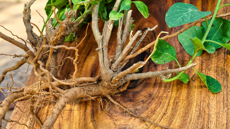 ASHWAGANDHA STRES VE KAYGIYLA MÜCADELEDE ETKİLİ OLABİLİR Mİ
