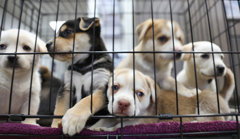 Gül bahçesi değil Sokak köpekleri barınakta neler yaşıyor İşte 12 madde de içeride olanlar