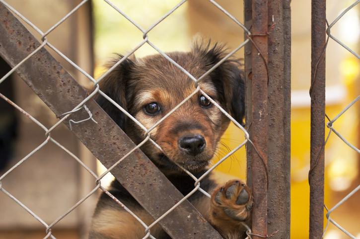 Gül bahçesi değil Sokak köpekleri barınakta neler yaşıyor İşte 12 madde de içeride olanlar