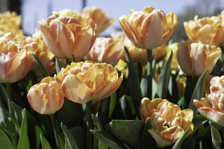 Mayıs ayı ile ilgili anlamlı ve güzel sözler 2024 || Hoş geldin mayıs ayı mesajları ve sözleri 2024