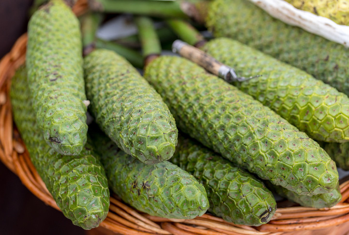 Monstera deliciosa
