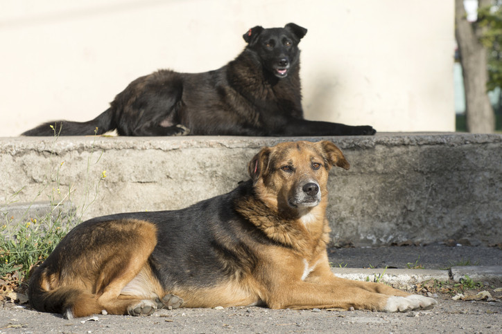 SOKAK HAYVANLARI YASASI KABUL EDİLDİ Mİ, NE ZAMAN ÇIKACAK SOKAK HAYVANLARI YASASI KABUL EDİLDİ Mİ, NE ZAMAN ÇIKACAK