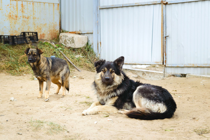 BAŞIBOŞ SOKAK KÖPEKLERİ UYUTULACAK MI BAŞIBOŞ SOKAK KÖPEKLERİ UYUTULACAK MI