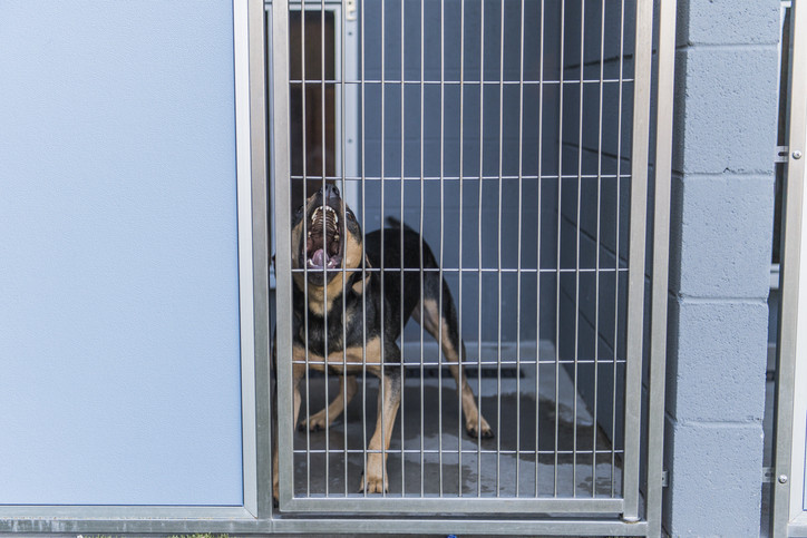 SOKAK HAYVANLARININ UYUTULMASI NE DEMEK SOKAK HAYVANLARININ UYUTULMASI NE DEMEK