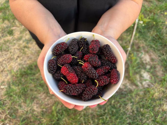 Bir bardak meyve suyu 3 porsiyon meyve demek Ana öğün olarak tüketiyorsanız, yanında mutlaka… Bir bardak meyve suyu 3 porsiyon meyve demek Ana öğün olarak tüketiyorsanız, yanında mutlaka…