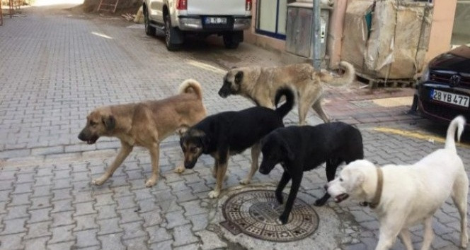 SOKAK HAYVANLARI YASASI SON DAKİKA GELİŞMESİ: MECLİSTEN GEÇTİ Mİ  |  Sokak köpekleri uyutulacak mı, hangi maddeler var, ne zaman başlayacak Köpekler ötenazi olacak mı