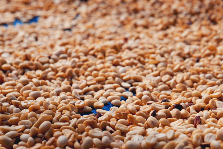 Çeşitli kimyasallar kullanılarak üretiliyor, son dönemde çok tartışılıyor Kafeinsiz kahve sağlığa zararlı mı