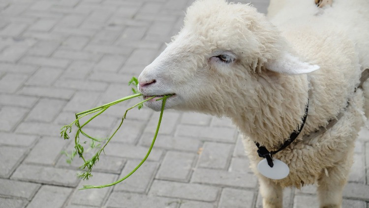 MAVİ DİL HASTALIĞI NEDİR MAVİ DİL HASTALIĞI NEDİR