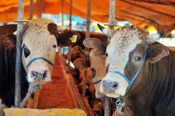 MAVİ DİL VİRÜSÜ İNSANA BULAŞIR MI MAVİ DİL VİRÜSÜ İNSANA BULAŞIR MI