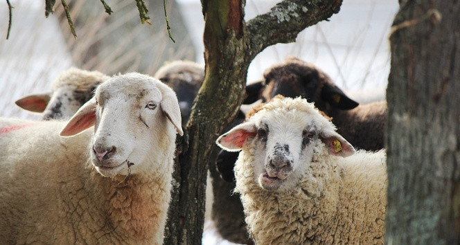MAVİ DİL HASTALIĞI BELİRTİLERİ NELERDİR MAVİ DİL HASTALIĞI BELİRTİLERİ NELERDİR