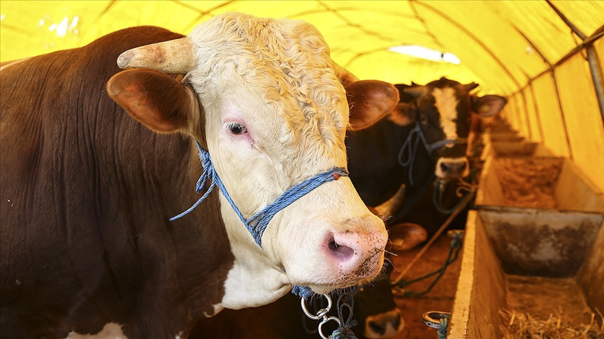 MAVİ DİL TEDAVİSİ VAR MI MAVİ DİL TEDAVİSİ VAR MI