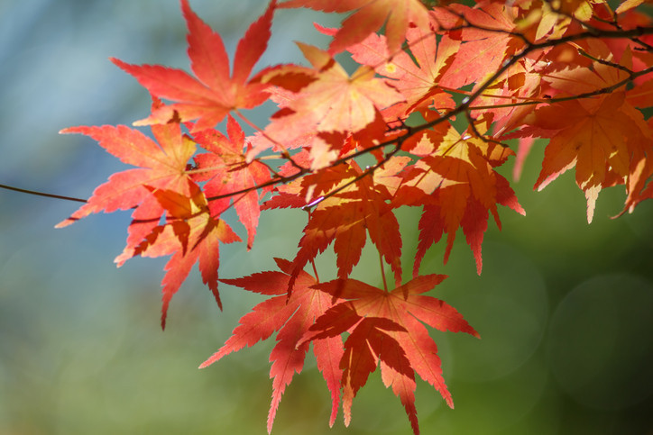 PASTIRMA SICAKLARI (YAZI) TAKVİMİ 2024 || Pastırma sıcakları bu sene olacak mı, ne zaman Kış etkisini göstermeye başladı Pastırma yazı hangi günler