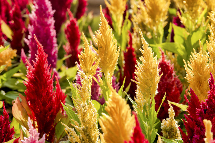 PASTIRMA SICAKLARI TAKVİMİ VE AYI 2024