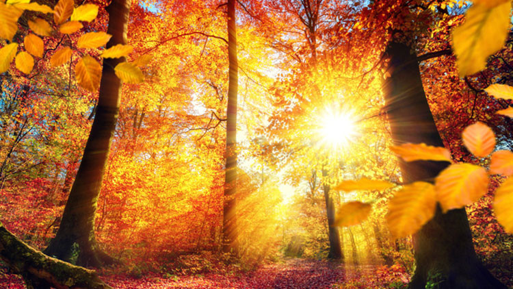 PASTIRMA YAZI NEDİR