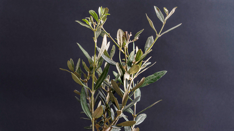 Enfeksiyonlara karşı direnci artırıyor ama bu detaylara dikkat Tıbbi tedavinin yerine geçmemeli