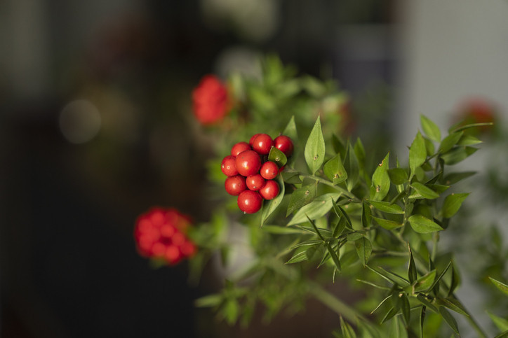 Kokina’nın Ömrünü Uzatmak İçin Nelere Dikkat Edilmelidir