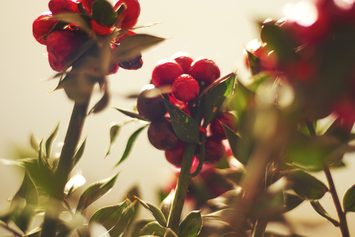 KOKİNA ÇİÇEĞİ SUYA KONUR MU