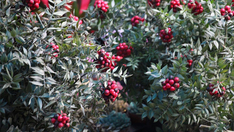 Kokina Bakımında Dikkat Edilmesi Gerekenler