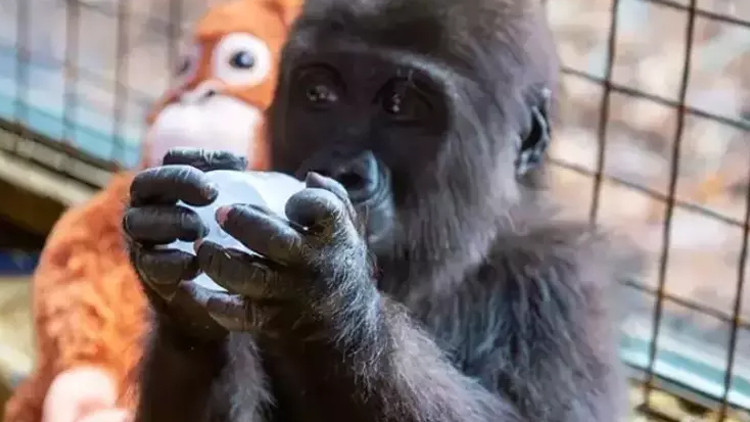 YAVRU GORİLİN İSMİ NE OLDU