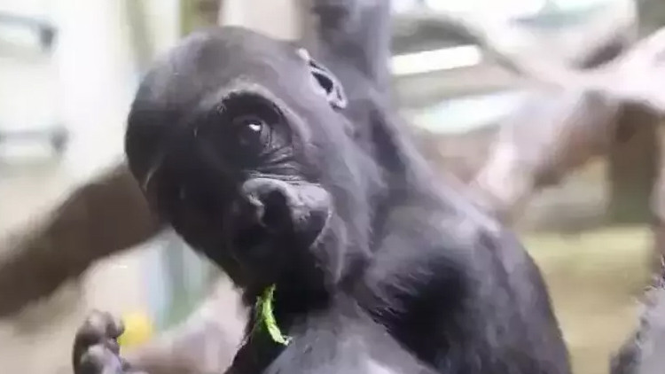 Sosyal medyada başlatılan yavru goril isim anketi sonuçlandı Yavru gorilin ismi ne oldu