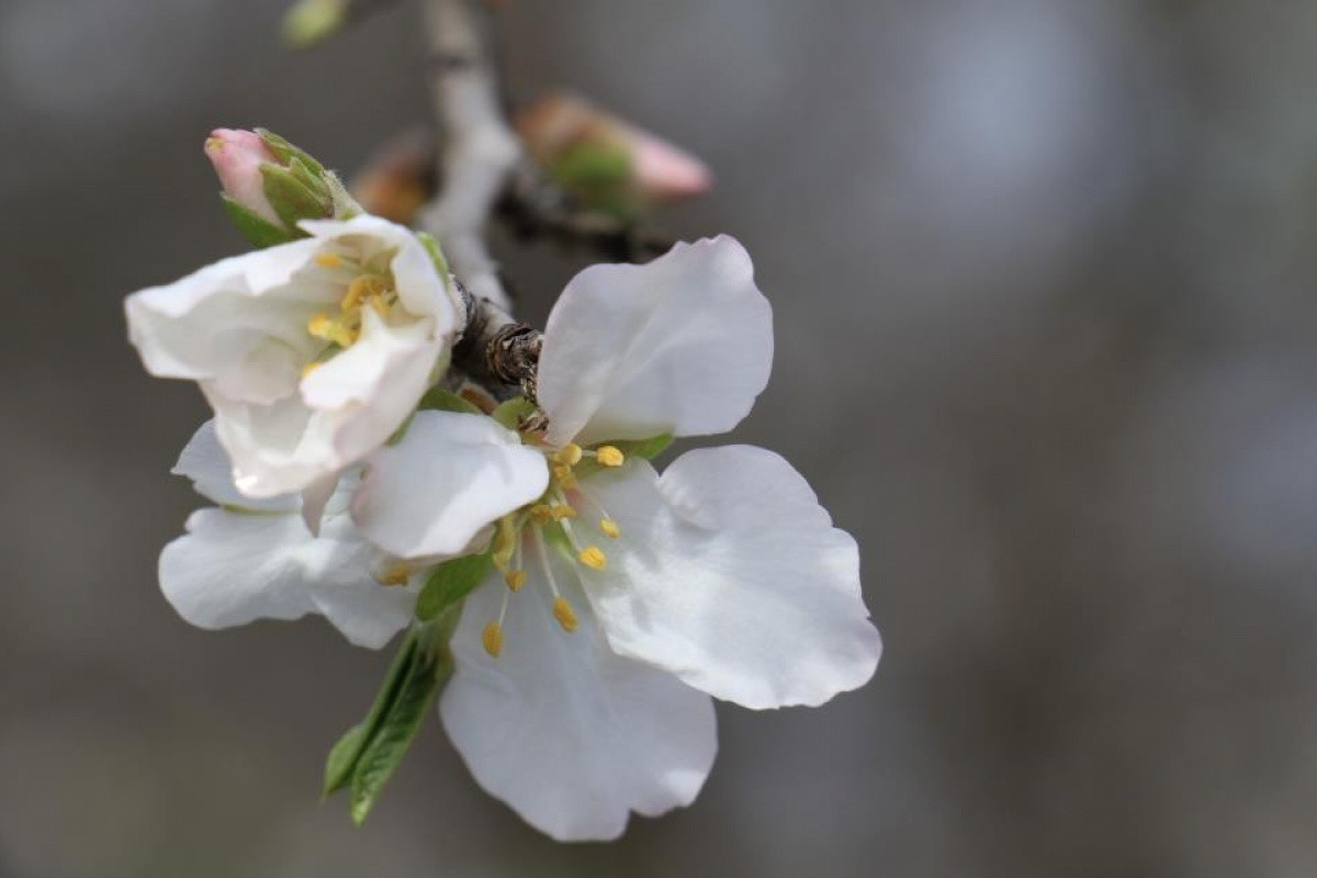 CEMRE NE DEMEK, NE ANLAMA GELİYOR