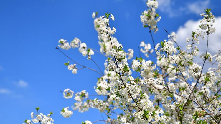 İLKBAHAR CEMRELERİ DÜŞME TARİHLERİ 2025 || Cemre ne zaman, kaç günde bir düşüyor İlk cemre nereye düşer, Şubatta mı Martta mı düşecek