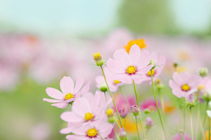 CEMRE KELİME ANLAMI