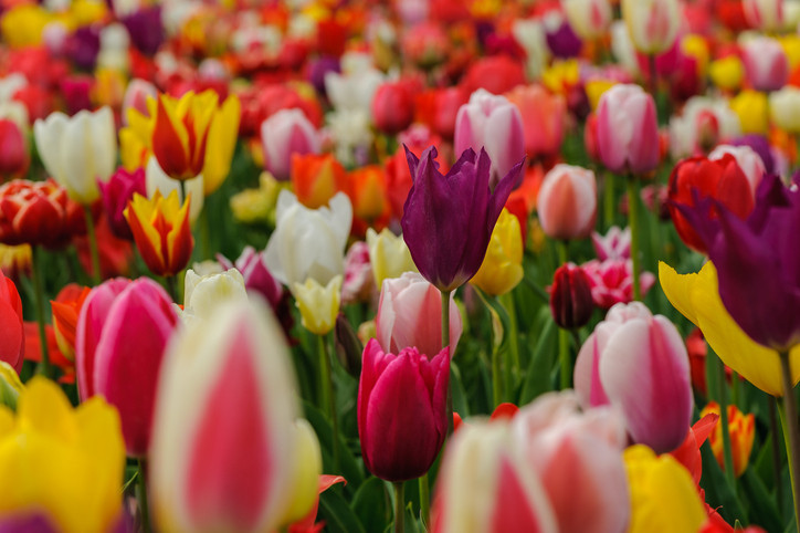 İLKBAHAR CEMRELERİ DÜŞME TARİHLERİ 2025 || Cemre ne zaman, kaç günde bir düşüyor İlk cemre nereye düşer, Şubatta mı Martta mı düşecek