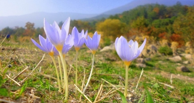 CEMRELER HAVAYA, SUYA VE TOPRAĞA NE ZAMAN DÜŞÜYOR