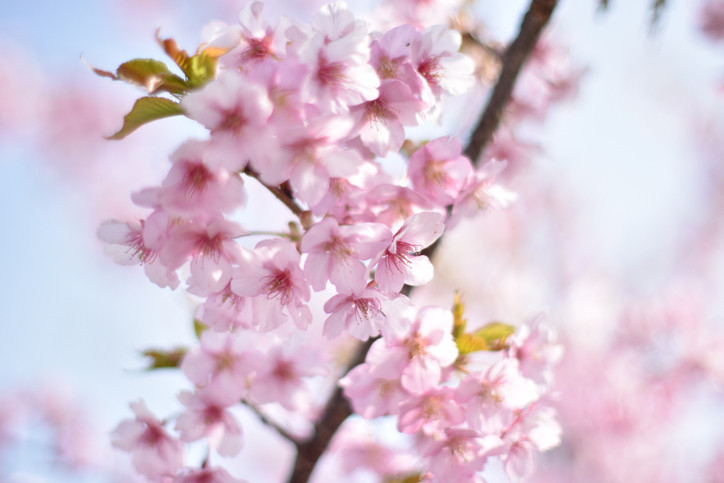 CEMRE NE ZAMAN DÜŞER 2025